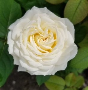 Meet your Posher, Virginia